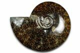 Polished Ammonite (Cleoniceras) Fossil - Madagascar #369612-1